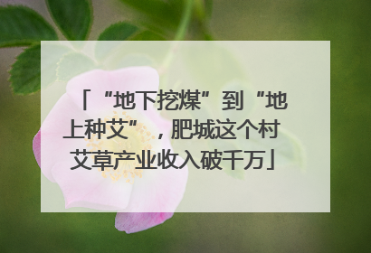 “地下挖煤”到“地上种艾”，肥城这个村艾草产业收入破千万