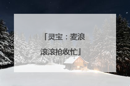 灵宝：麦浪滚滚抢收忙