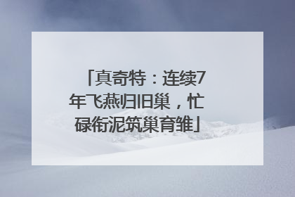 真奇特：连续7年飞燕归旧巢，忙碌衔泥筑巢育雏