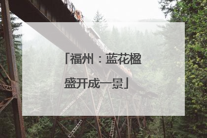 福州：蓝花楹盛开成一景