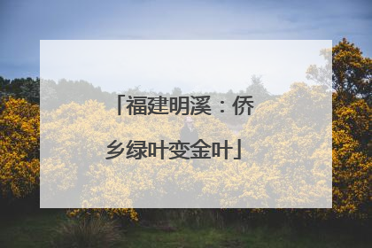 福建明溪：侨乡绿叶变金叶