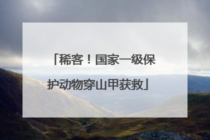 稀客！国家一级保护动物穿山甲获救