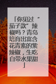你见过“茄子款”辣椒吗？青岛培育出富含花青素的紫辣椒，生吃自带水果甜