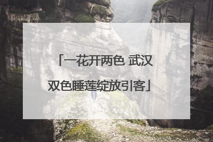 一花开两色 武汉双色睡莲绽放引客