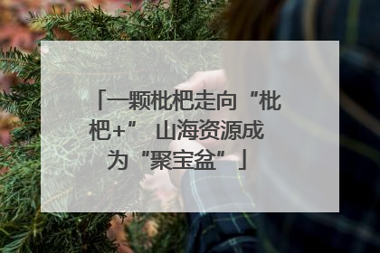 一颗枇杷走向“枇杷+” 山海资源成为“聚宝盆”