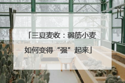 三夏麦收：弱筋小麦如何变得“强”起来