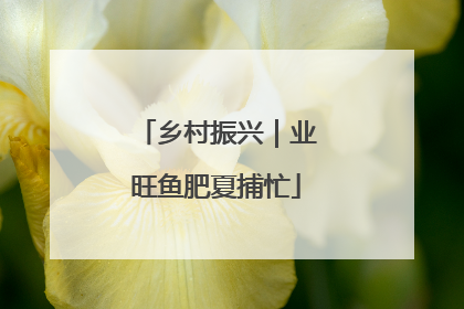 乡村振兴｜业旺鱼肥夏捕忙