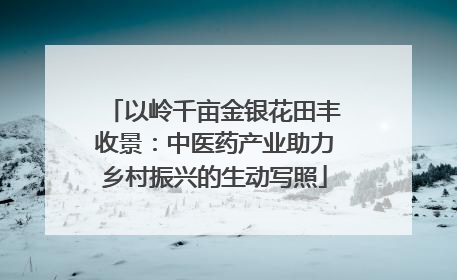 以岭千亩金银花田丰收景：中医药产业助力乡村振兴的生动写照