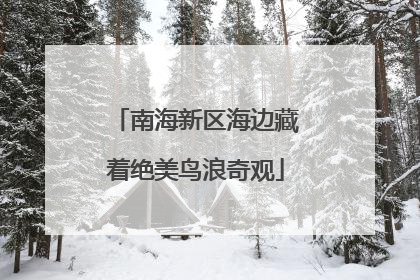南海新区海边藏着绝美鸟浪奇观