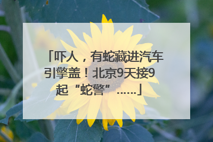 吓人，有蛇藏进汽车引擎盖！北京9天接9起“蛇警”……