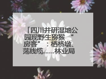 四川井研湿地公园现野生猕猴 “房客”：栖桥墩、荡线缆……林业局：已“请”到救助站，将放归自然