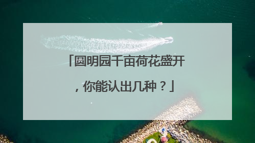 圆明园千亩荷花盛开，你能认出几种？