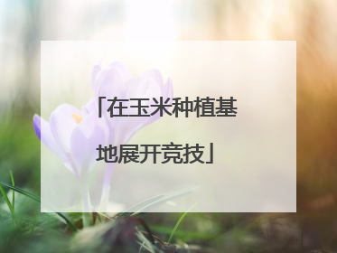 在玉米种植基地展开竞技