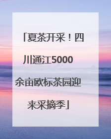 夏茶开采！四川通江5000余亩欧标茶园迎来采摘季