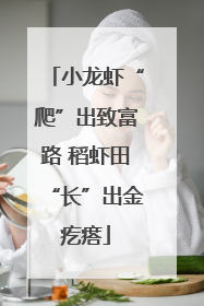 小龙虾“爬”出致富路 稻虾田“长”出金疙瘩
