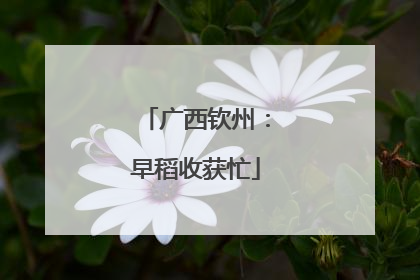 广西钦州：早稻收获忙
