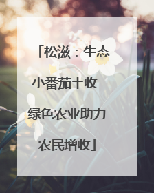 松滋：生态小番茄丰收 绿色农业助力农民增收