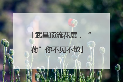 武昌顶流花展，“荷”你不见不散
