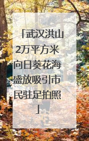 武汉洪山2万平方米向日葵花海盛放吸引市民驻足拍照