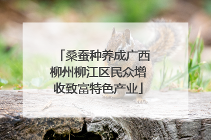 桑蚕种养成广西柳州柳江区民众增收致富特色产业