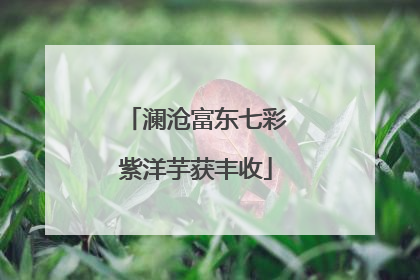 澜沧富东七彩紫洋芋获丰收