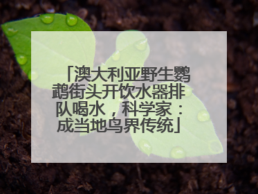 澳大利亚野生鹦鹉街头开饮水器排队喝水，科学家：成当地鸟界传统