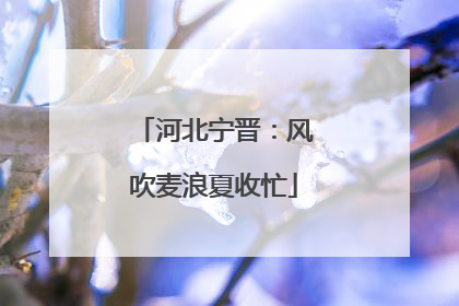 河北宁晋：风吹麦浪夏收忙