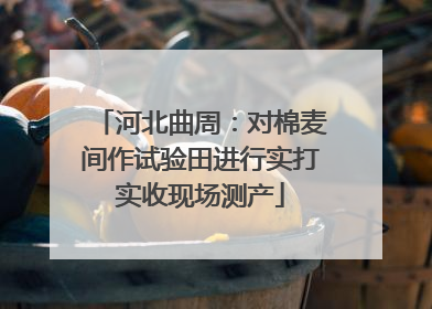 河北曲周：对棉麦间作试验田进行实打实收现场测产
