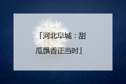 河北阜城：甜瓜飘香正当时