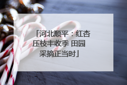 河北顺平：红杏压枝丰收季 田园采摘正当时
