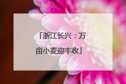 浙江长兴：万亩小麦迎丰收