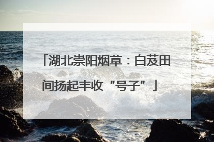 湖北崇阳烟草：白芨田间扬起丰收“号子”