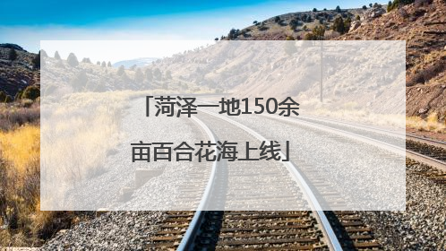 菏泽一地150余亩百合花海上线