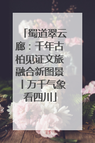 蜀道翠云廊：千年古柏见证文旅融合新图景丨万千气象看四川