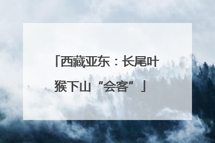西藏亚东：长尾叶猴下山“会客”