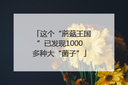 这个“蘑菇王国”已发现1000多种大“菌子”