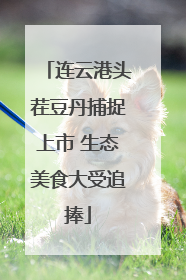 连云港头茬豆丹捕捉上市 生态美食大受追捧
