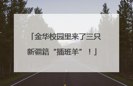金华校园里来了三只新疆籍“插班羊”！