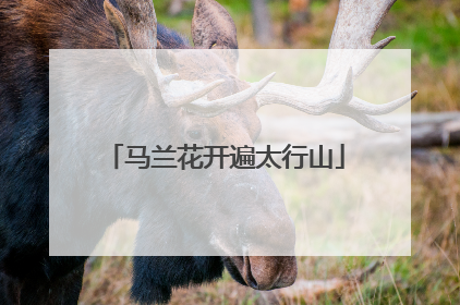 马兰花开遍太行山