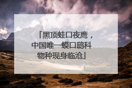 黑顶蛙口夜鹰，中国唯一蟆口鸱科物种现身临沧